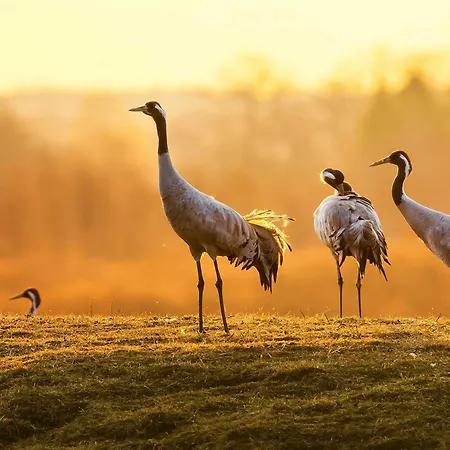 Jolle Mit Balkon Und Mueritzblick Apartamento *